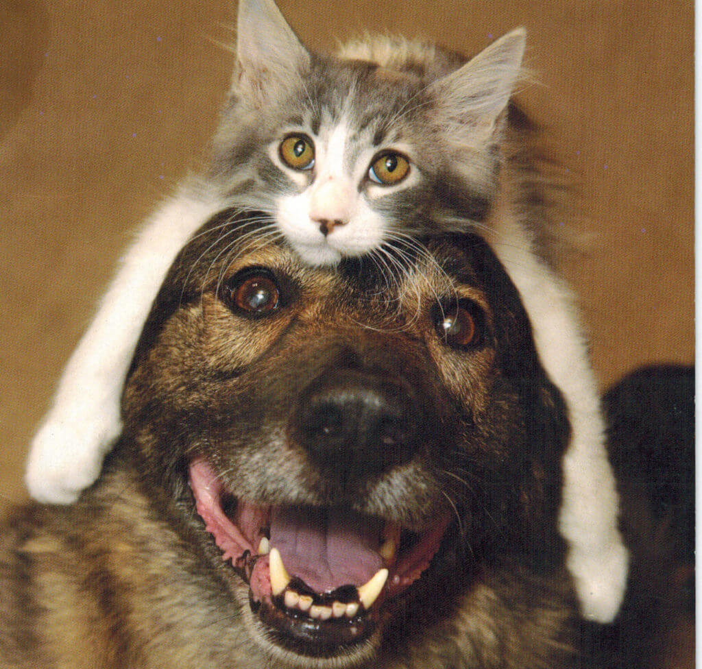 Out of Sync Seeing and Moving Post. Picture of a dog with a kitty strattling his head like cuddly best friends.