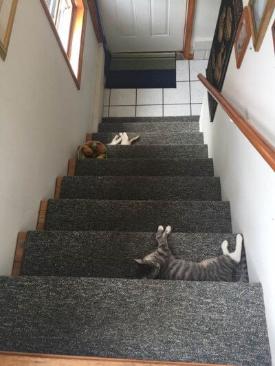 Kittens on carpeted stairs for adapting mobility post